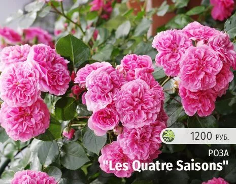 Les Quatre Saisons.jpg